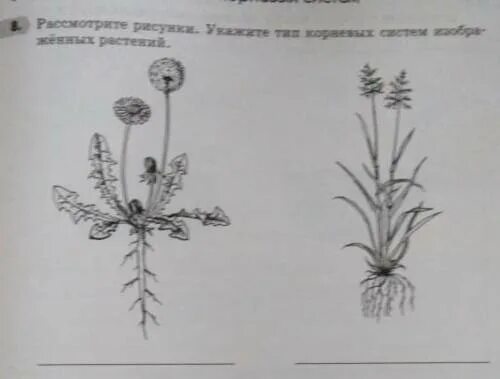 Рассмотрите рисунок 152 в и объясните почему. Тип корневой системы одуванчика. Рассмотрите рисунки укажите Тип корневых систем изображенных. Укажи растение которое изображено на рисунке. На рисунке изображены растения с разными типами корневой системы.