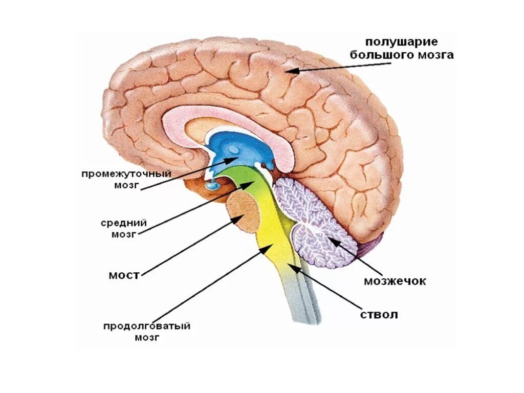 Передний, продолговатый, средний и промежуточный отделы мозга. Схема строения головного мозга. Головной мозг продолговатый средний задний промежуточный. Строение отделов головного мозга рисунок.