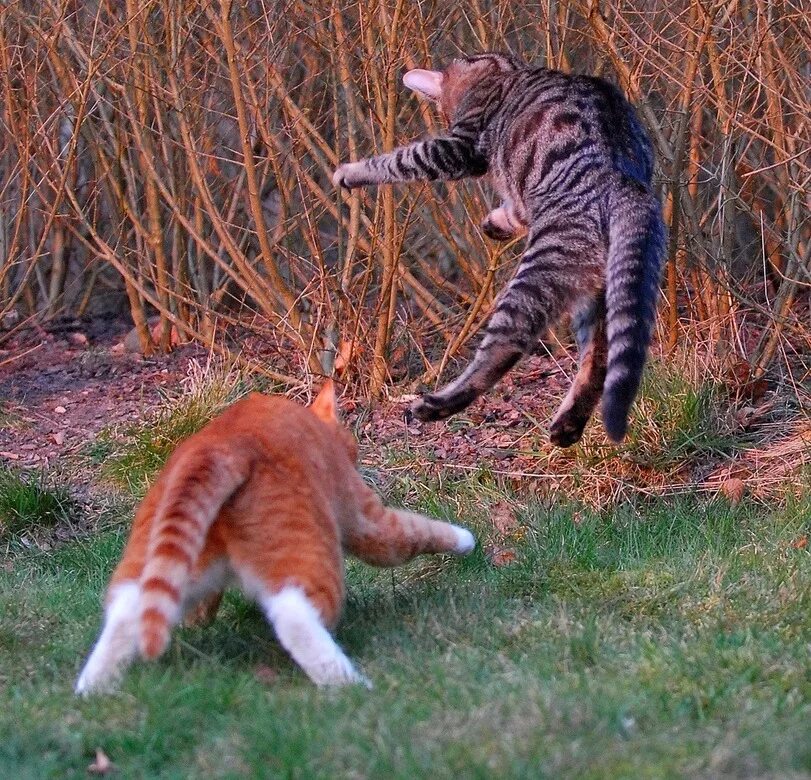 Нападение кошки. Коты дерутся. Драка котов. Котята дерутся. Драться.