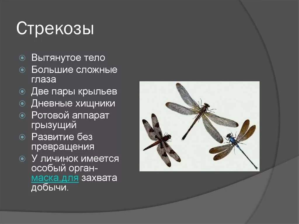 Три особенности насекомых. Характеристика отряда Стрекозы. Стрекозы представители отряда таблица. Представители отряда Стрекозы 7 класс биология. Стрекоза строение кратко.