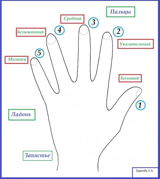 Пальцы на руке название на русском. Названия пальцев для дошкольников. Части тела задания для дошкольников. Названия пальцев для дошколят. Строение руки человека для детей.