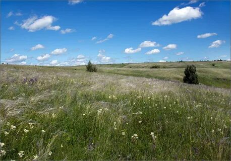 Ковыльная степь