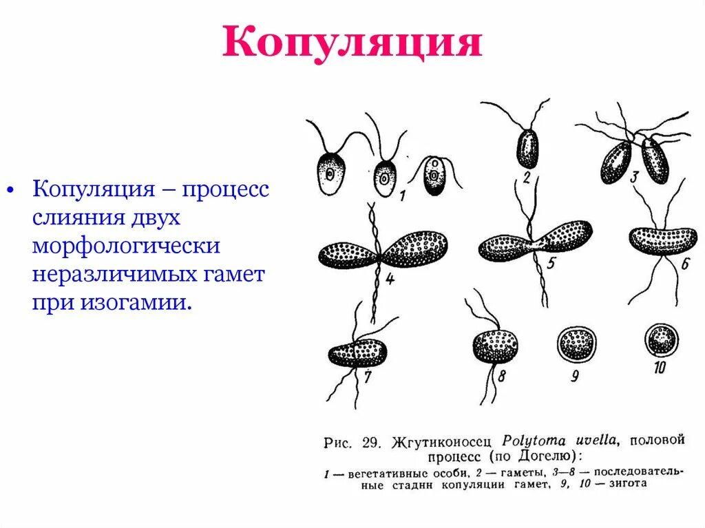 В результате слияния гамет происходит. Половое размножение простейших копуляция. Размножение простейших копуляция. Копуляция гамет у простейших. Половое размножение жгутиконосцев.