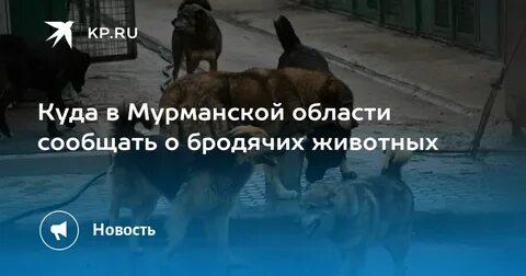 Куда обращаться собаки