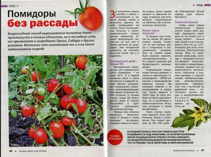 Посев томатов в средней полосе. Безрассадные сорта томатов. томат сорт безрассадный. томат безрассадный описание. томат безрассадный уральский дачник.