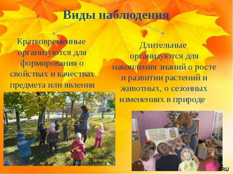 Какой вид наблюдения организованный на прогулке. Виды наблюдений на прогулке. наблюдение кратковременное и длительное. долговременное и кратковременное наблюдение. организация наблюдения в доу.