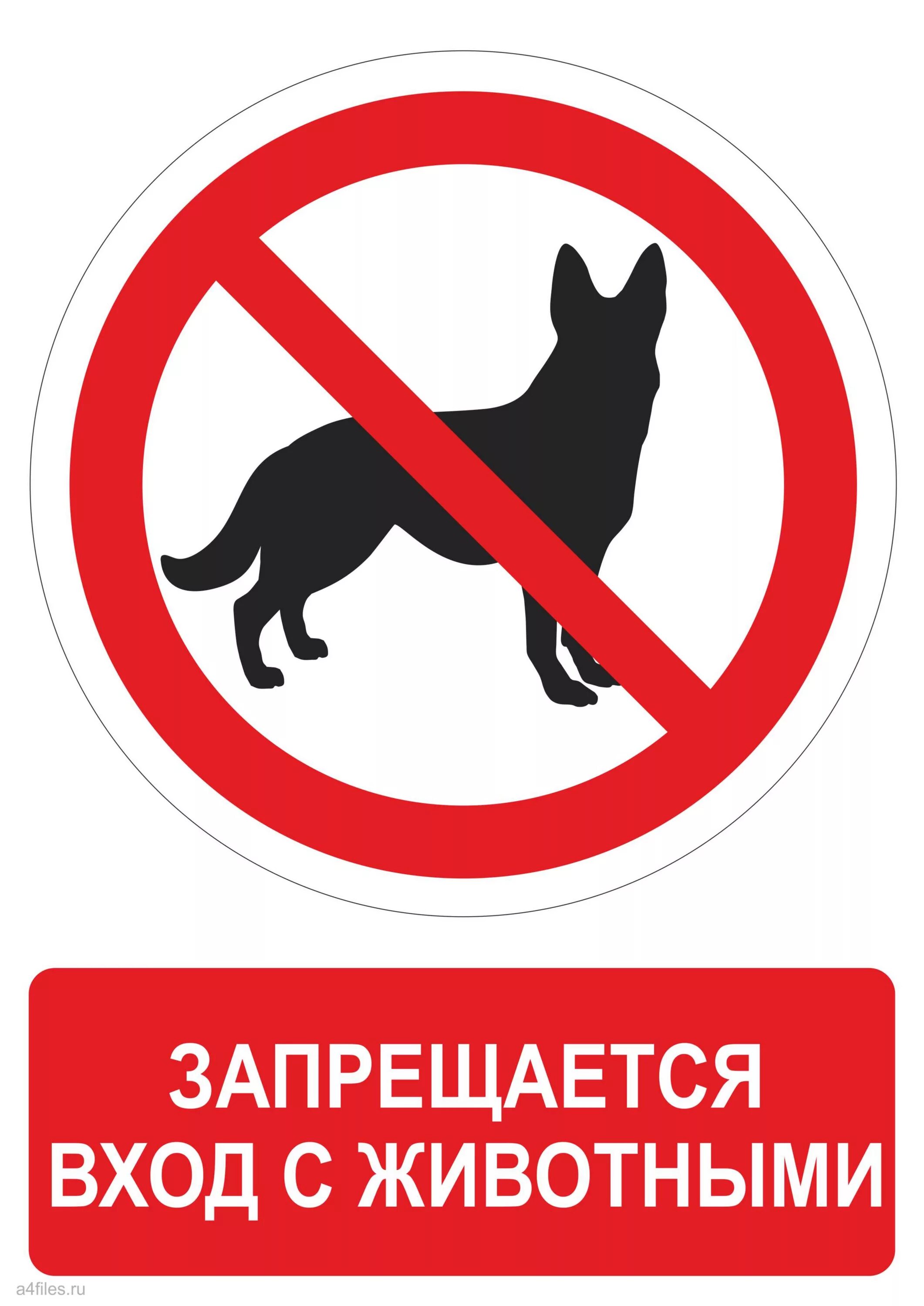 без животных хорошо. собака бежит по дороге. без животных хорошо. без животных хорошо. без животных хорошо.