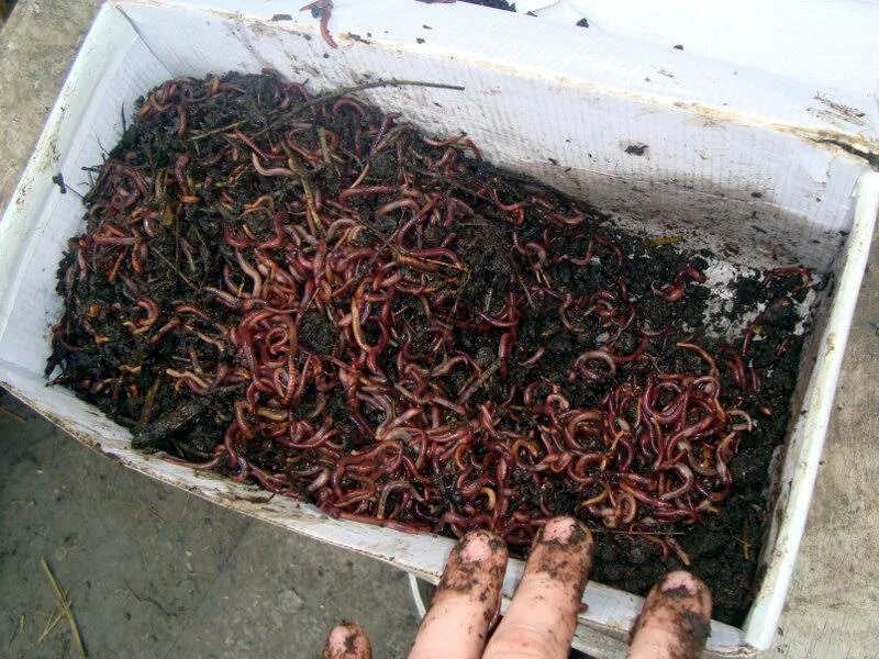Плодовитость червей. Калифорнийский червь и навозный. Калифорнийские дождевые черви. Красный калифорнийский червь.