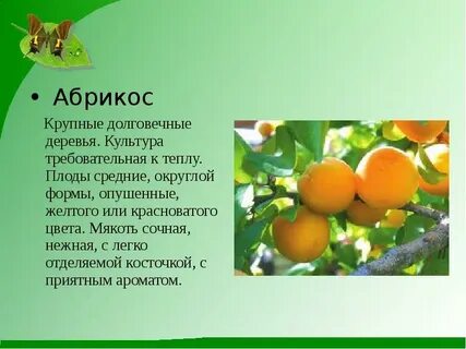 Как правильно пишется абрикос