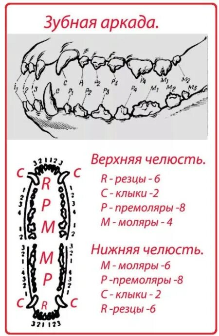 В каком возрасте у кошек выпадают зубы. В каком возрасте у кошек выпадают зубы