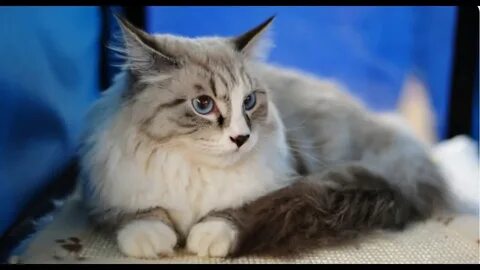 Chat most