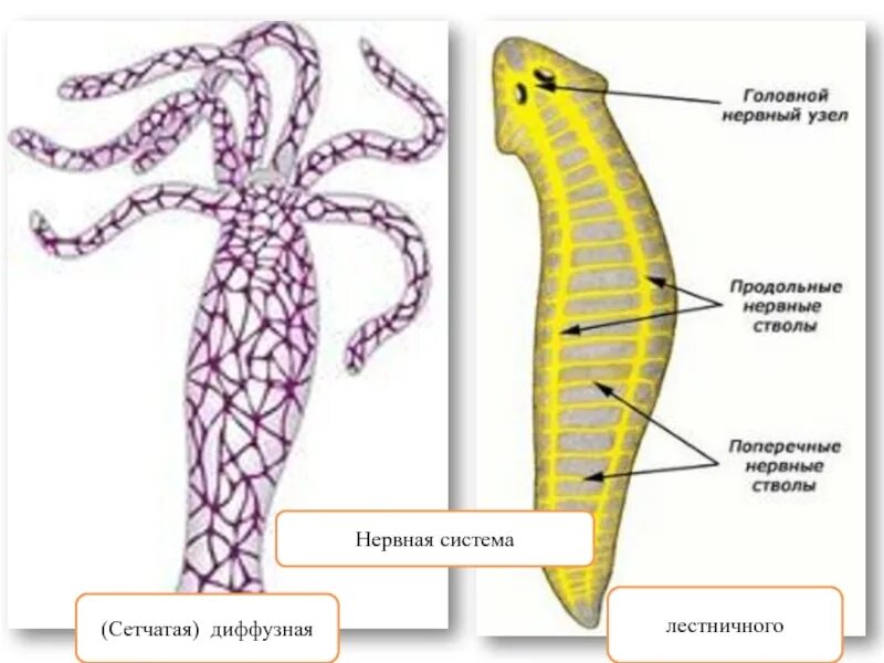 Диффузная нервная система гидры. Нервная система диффузного типа у кишечнополостных. Гидра нервная система диффузного типа. Диффузная нервная система кишечнополостных.
