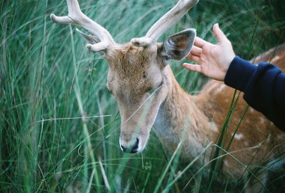 Олененок на руках. Человек гладит оленя. Гладит оленя. Гладит оленя. Оленья ферма в подмосковье.