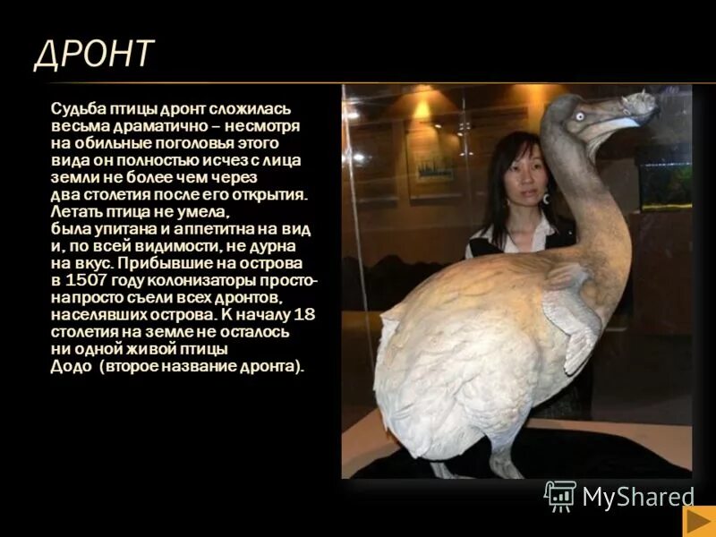 Дронт птица красная книга. Причины вымирания видов птицы дронт. Причина исчезновения птицы дронта. Птица дронт почему вымерли. Маврикийский дронт.