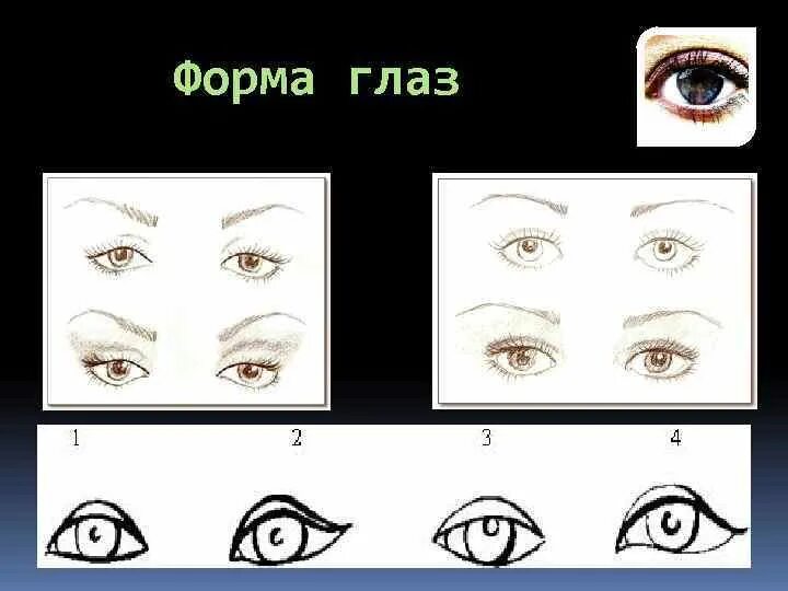 Формы глаз. Формы глаз человека. Формы разреза глаз. Типы расположения глаз. Поддерживает форму глаза