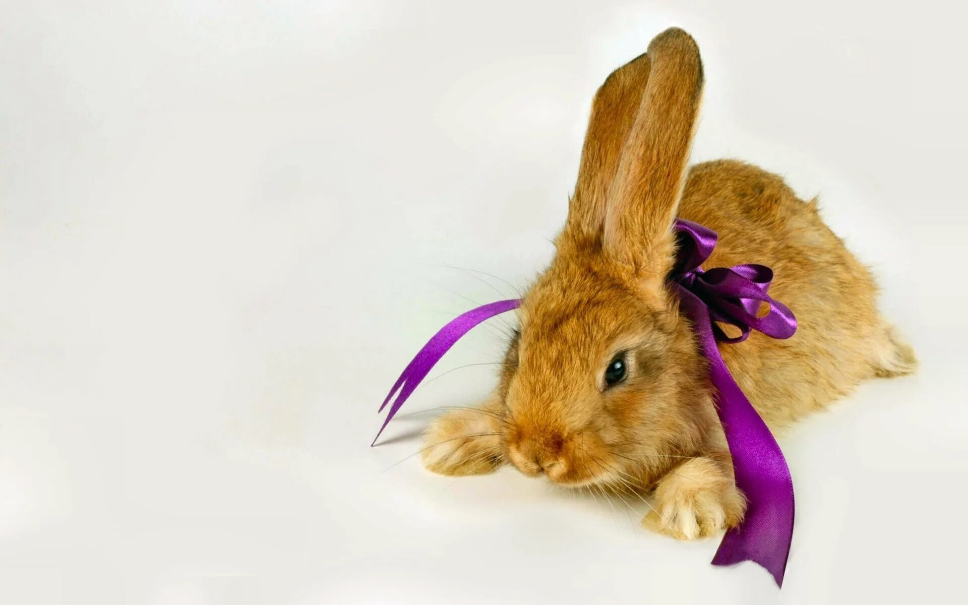 2011 год какого кролика. 2003 год зайца. Год кролика какие года. Кроликом 2011. Кролик графика.