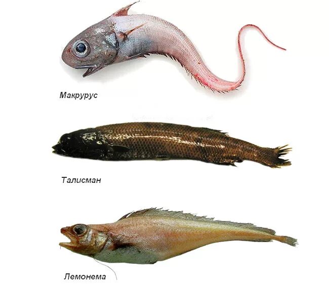 Малоглазый макрурус. Рыба макрурус малоглазый. Макрурус Гренадер. Гренадер рыба.