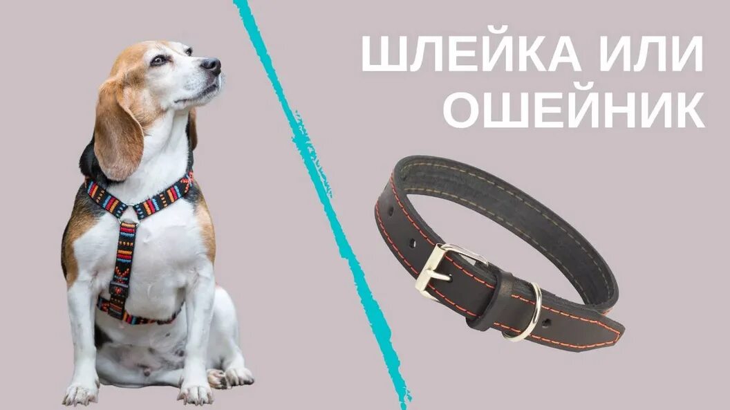 Шлейка для корги. Цвергшнауцер шлейка или ошейник. что лучше для корги ошейник или шлейка. ошейники для корги какой лучше. какой размер шлейки для корги.