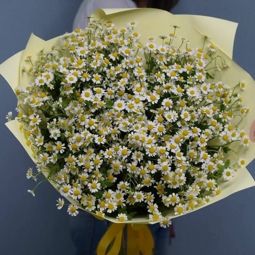 Ромашка кустиком. Танацетум матрикария. кустовая ромашка матрикария. букет &quot;матрикария&quot;. ромашка кустовая танацетум матрикария.