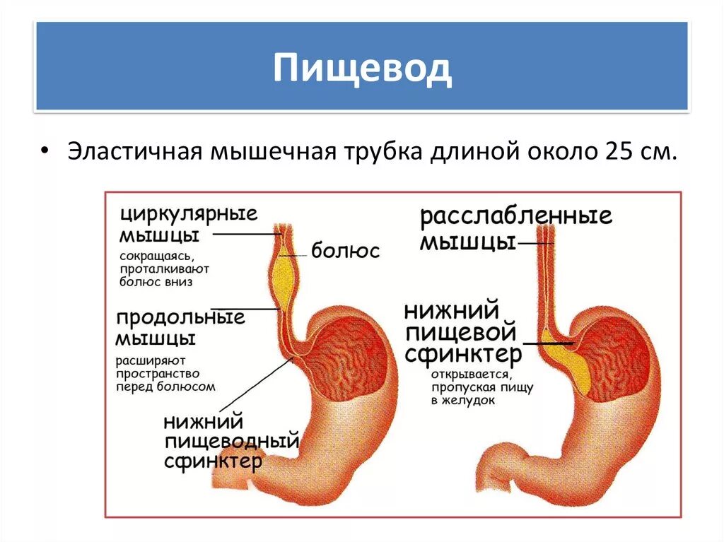 Поступление пищи в пищевод. Ферменты пищевода. Строение пищевода и желудка. Процессы пищеварения в пищеводе.