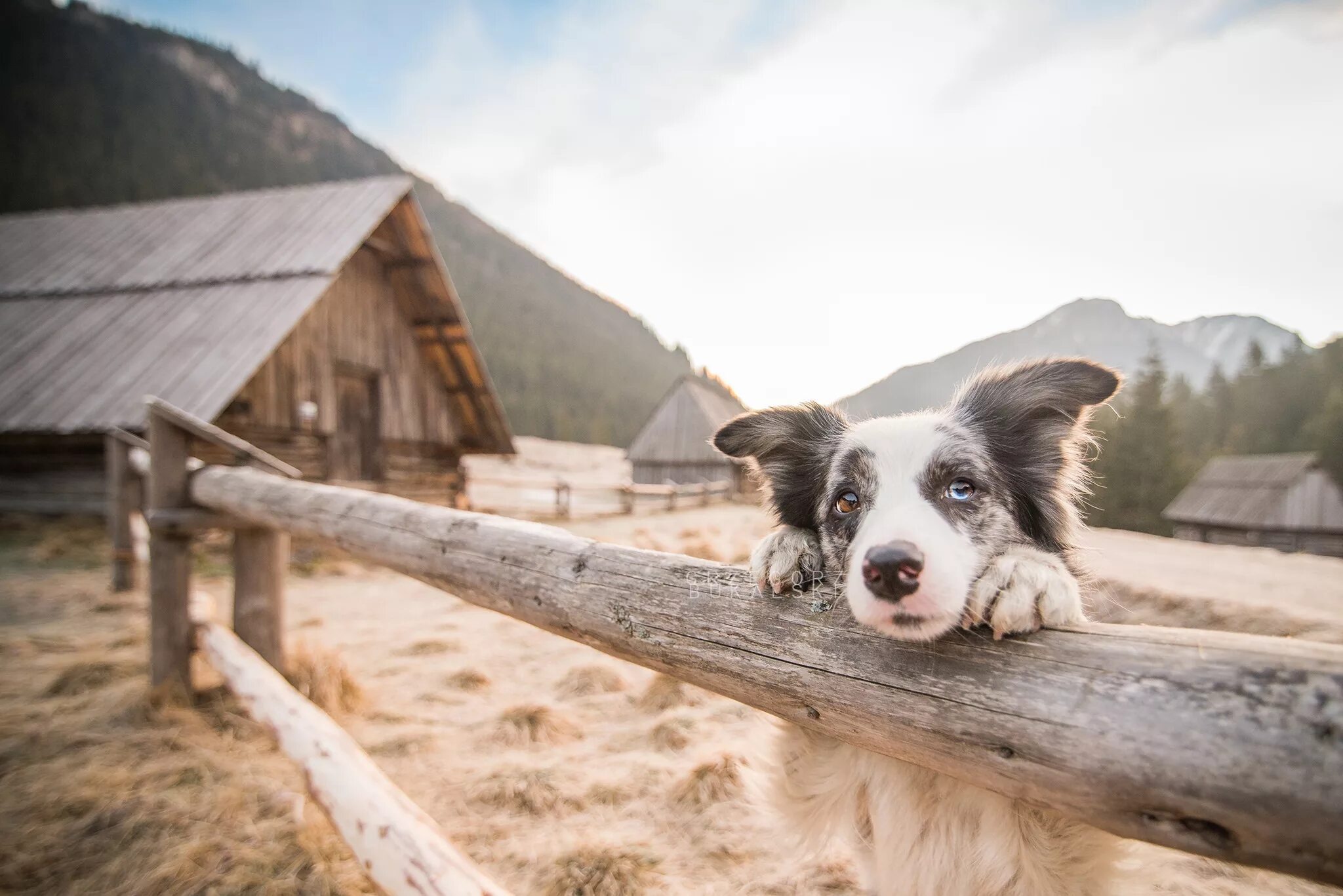 Dog village. Бордер колли на ферме. Аусси и бордер колли. Собака в деревне. Деревенский пес.