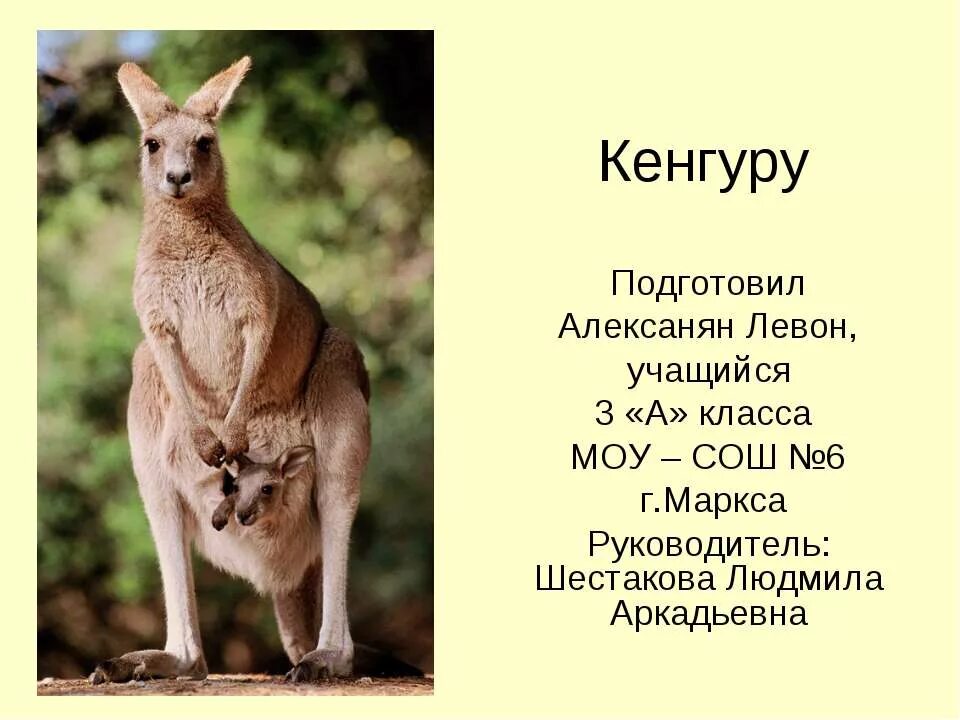 Кенгуру найти слово. Кенгуру. Интересные факты о кенгуру для детей. Что расскажет кенгуру. Кенгуру слайд.