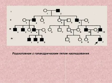 Голандрическое наследование