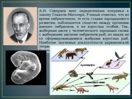 Наука изучающая онтогенез