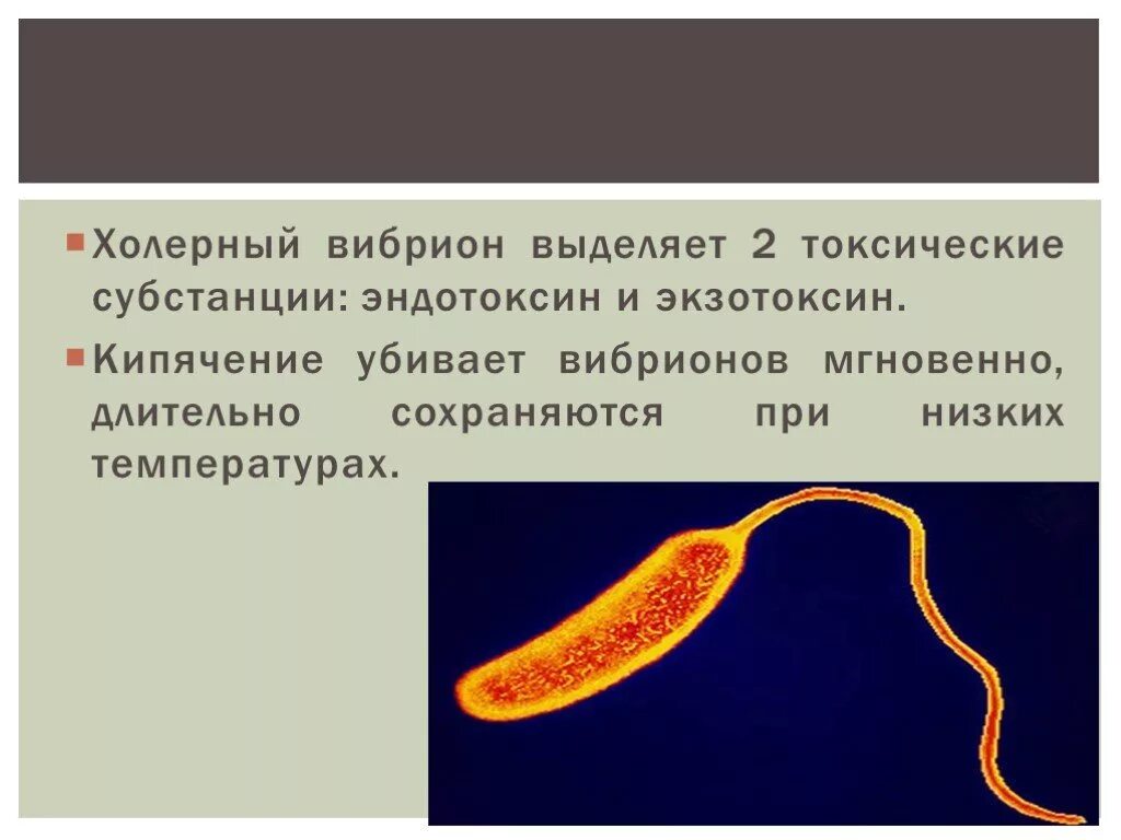 Известно что холерный вибрион вид подвижных. Vibrio cholerae морфология. Вибрион холеры строение. Возбудитель холеры строение.