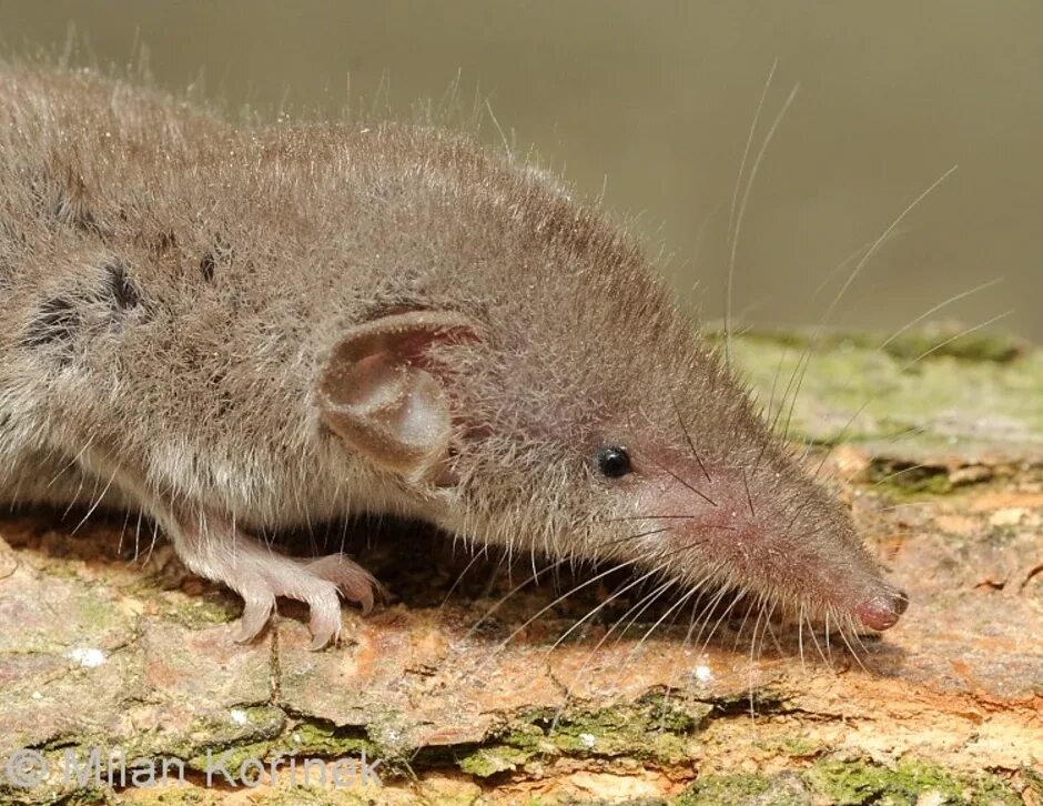 Длинные мыши. Землеройка бурозубка. Мышь землеройка. Мышь бурозубка. Канарская белозубка.
