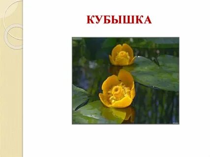 Кубышка книга