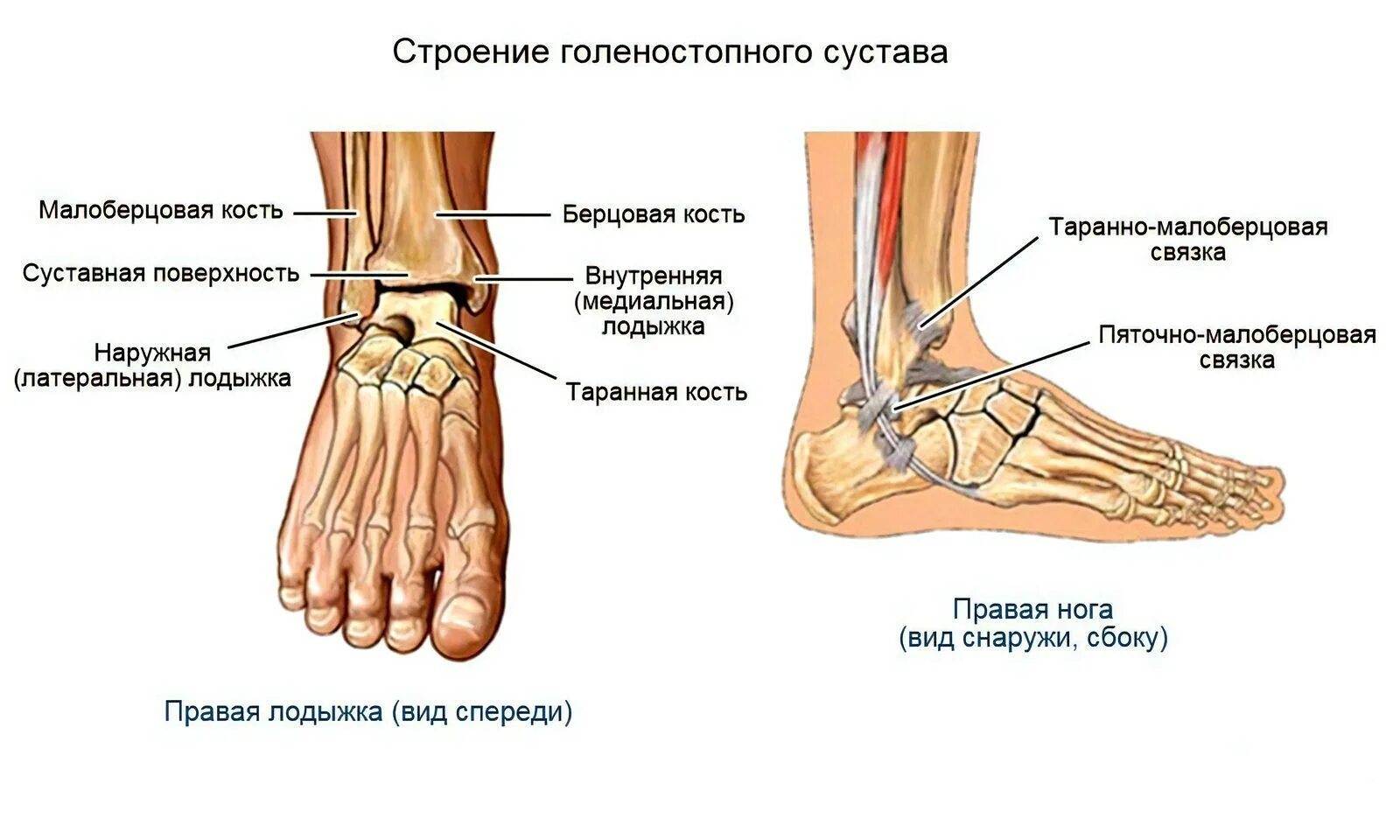 Лодыжка какие кости. Латеральная лодыжка голеностопного сустава. Голеностопный сустав анатомия строение кости. Голеностопный сустав анатомия строение связки. Лодыжка строение костей.