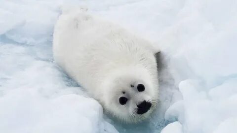 Известно что гренландский тюлень