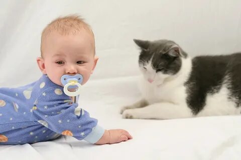 Котэ для малышей