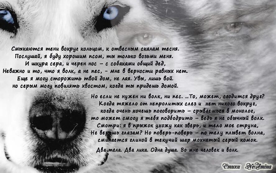 Стихи. Стих про волка. Стихи про Волков. Грустные стихи про Волков. Петрова любовь стихи