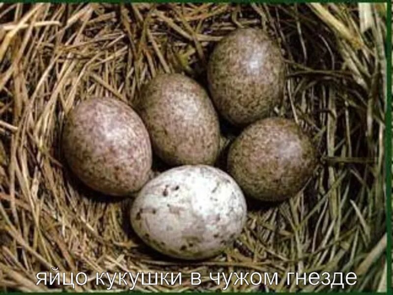 Яйца кукушки фото. Кукушка обыкновенная яйца. Яйца кукушки в чужом гнезде. Кукушкино яйцо. Гнездо кукушки.