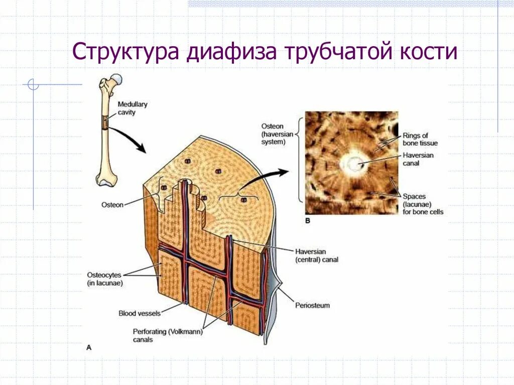 Пластинчатая костная ткань диафиза трубчатой кости. Строение диафиза трубчатой кости компактного вещества. Строение трубчатой кости гистология. Компактное вещество трубчатой кости гистология.