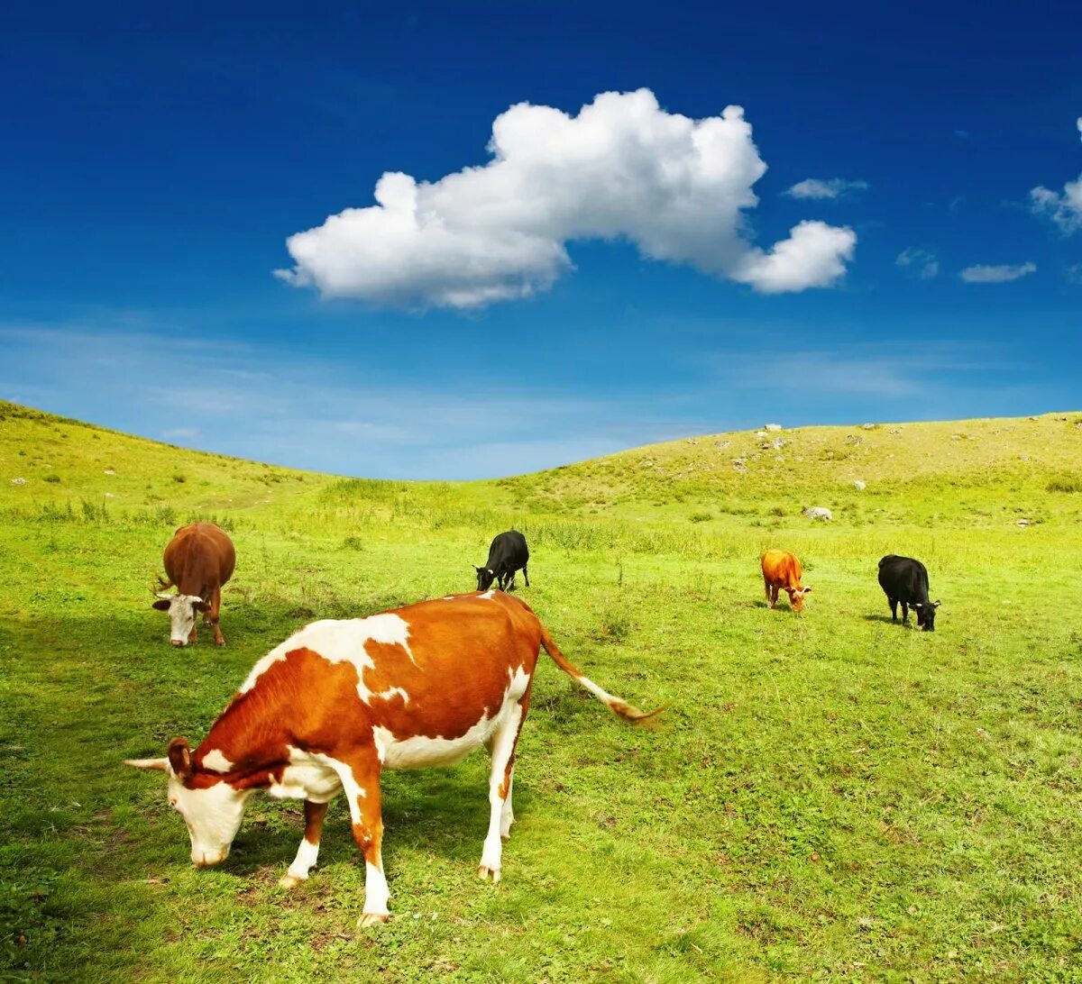 Поле коровки. Коровы на лугу. Коровы пасутся. Коровки на лугу. Луг с коровами.