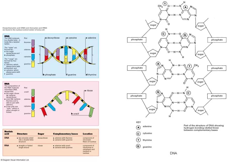 Строение молекулы ДНК И РНК. Структура ДНК И РНК. Схема структуры ДНК И РНК. Строение цепи ДНК И РНК таблица.