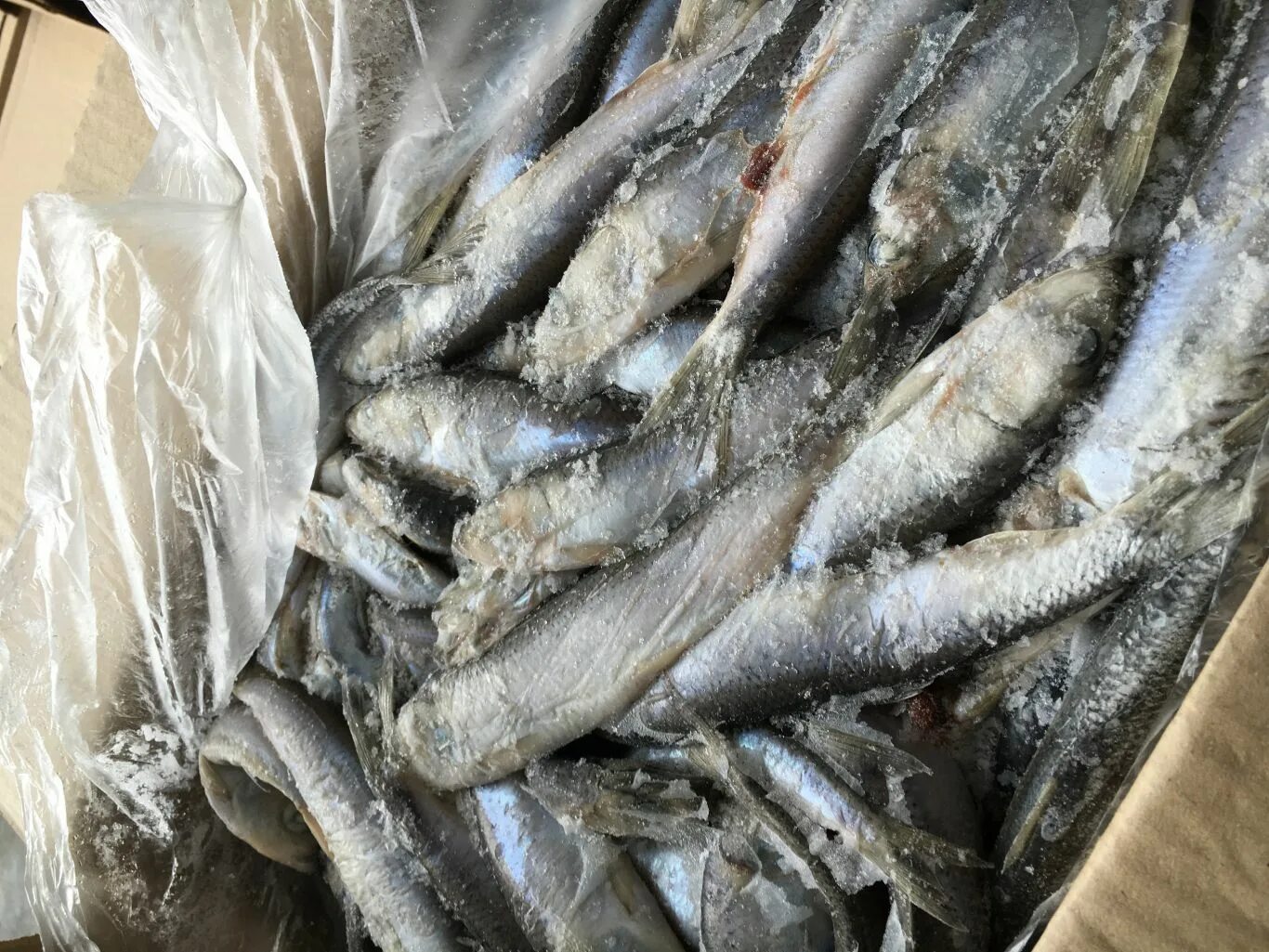 много рыбы спб. рыбный магазин в приморском районе. москвариум пираньи. рыбный рынок харабали. астраханский рыбный рынок вобла.