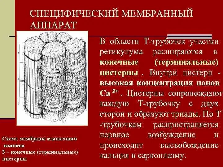 Цистерны саркоплазматического ретикулума