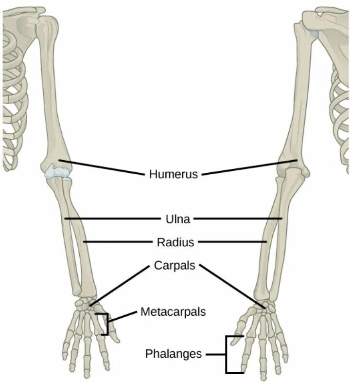 Кости руки. Скелет руки человека. Кость руки. Скелет руки анатомия.