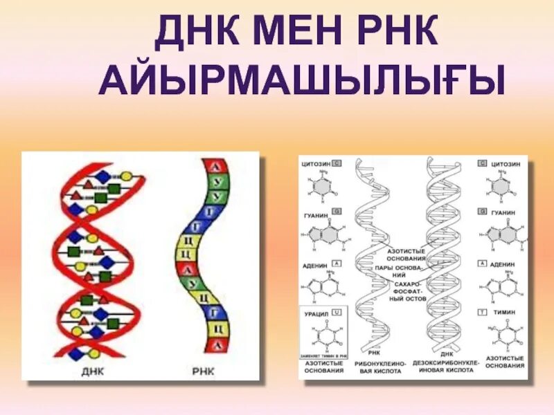 ДНК И РНК. Строение ДНК И РНК. ДНК схема. Структура ДНК И РНК.