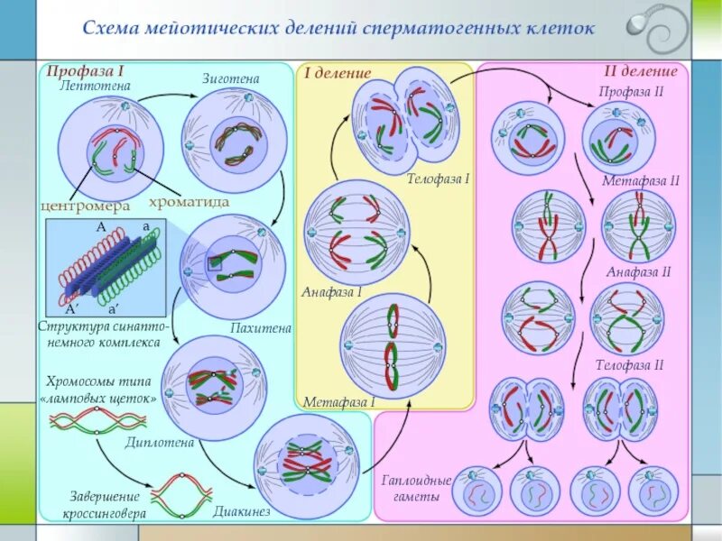 Лептотена. Пахитена диплотена. Профаза 1 лептотена зиготена пахитена диплотена диакинез. Мейоз фазы зиготена пахитена. Стадии мейоза зиготена.