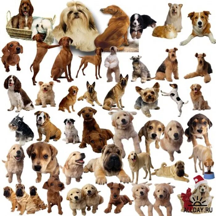 Включи собаки много. Много разных собак. Много щенков. Породы собак много на одной картинке. Много собачек на одной картинке.