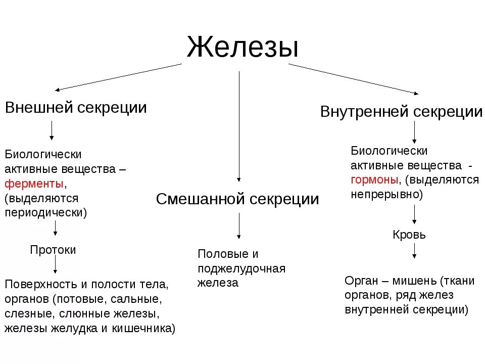 Какие железы выделяют свои секреты в кровь. Железы смешанной секреции таблица биология. Железы внутренней секреции и внешней секреции таблица. Функции эндокринная система железы внутренней секреции. Железы внешней внутренней смешанной схема.