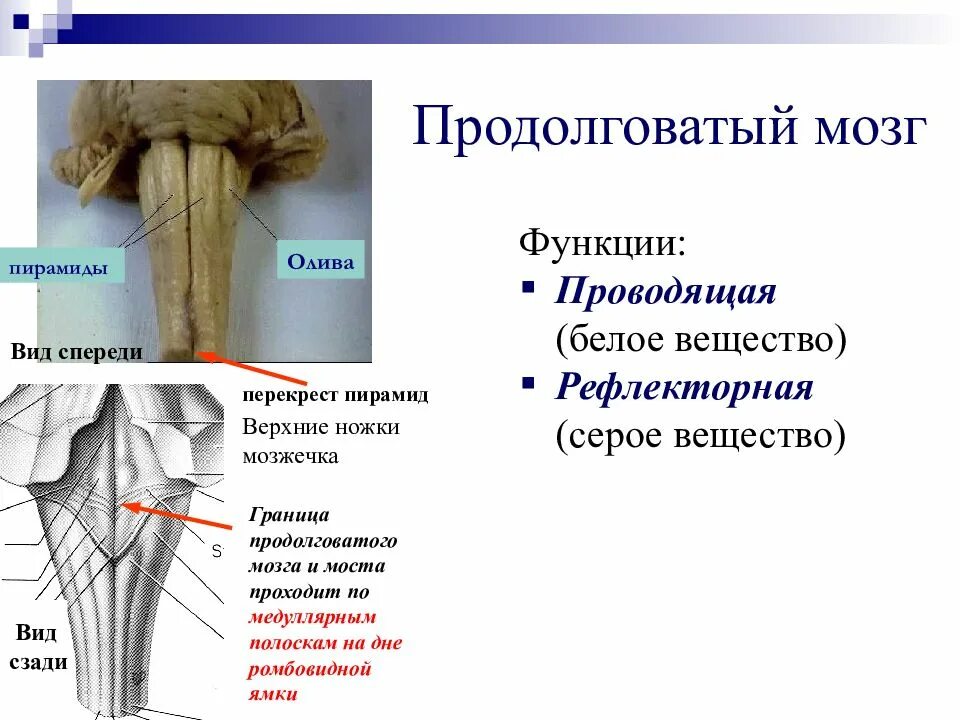 Перекрест пирамид продолговатого мозга. Продолговатый мозг строение вентральное. Вентральная поверхность продолговатого мозга. Перекрест петли продолговатый мозг. Продолговатый мозг входит в состав