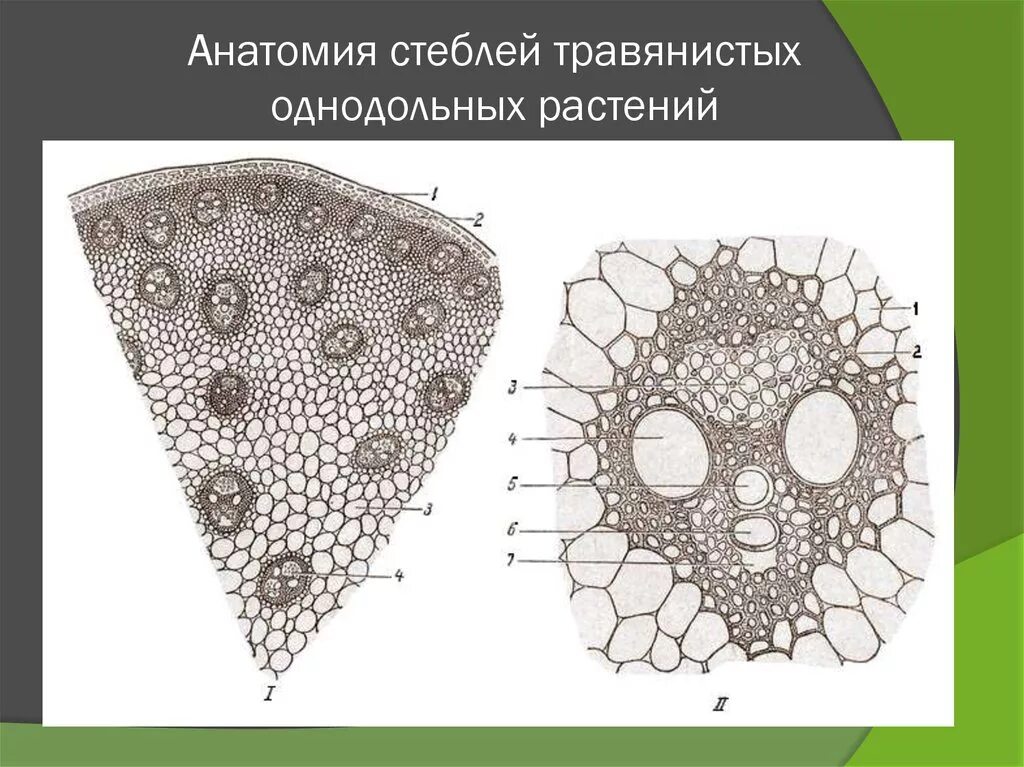 Какой микропрепарат изображен на рисунке. Строение стебля однодольного растения кукурузы. Поперечный разрез стебля однодольного. Поперечный срез стебля однодольного. Срез стебля однодольного растения.