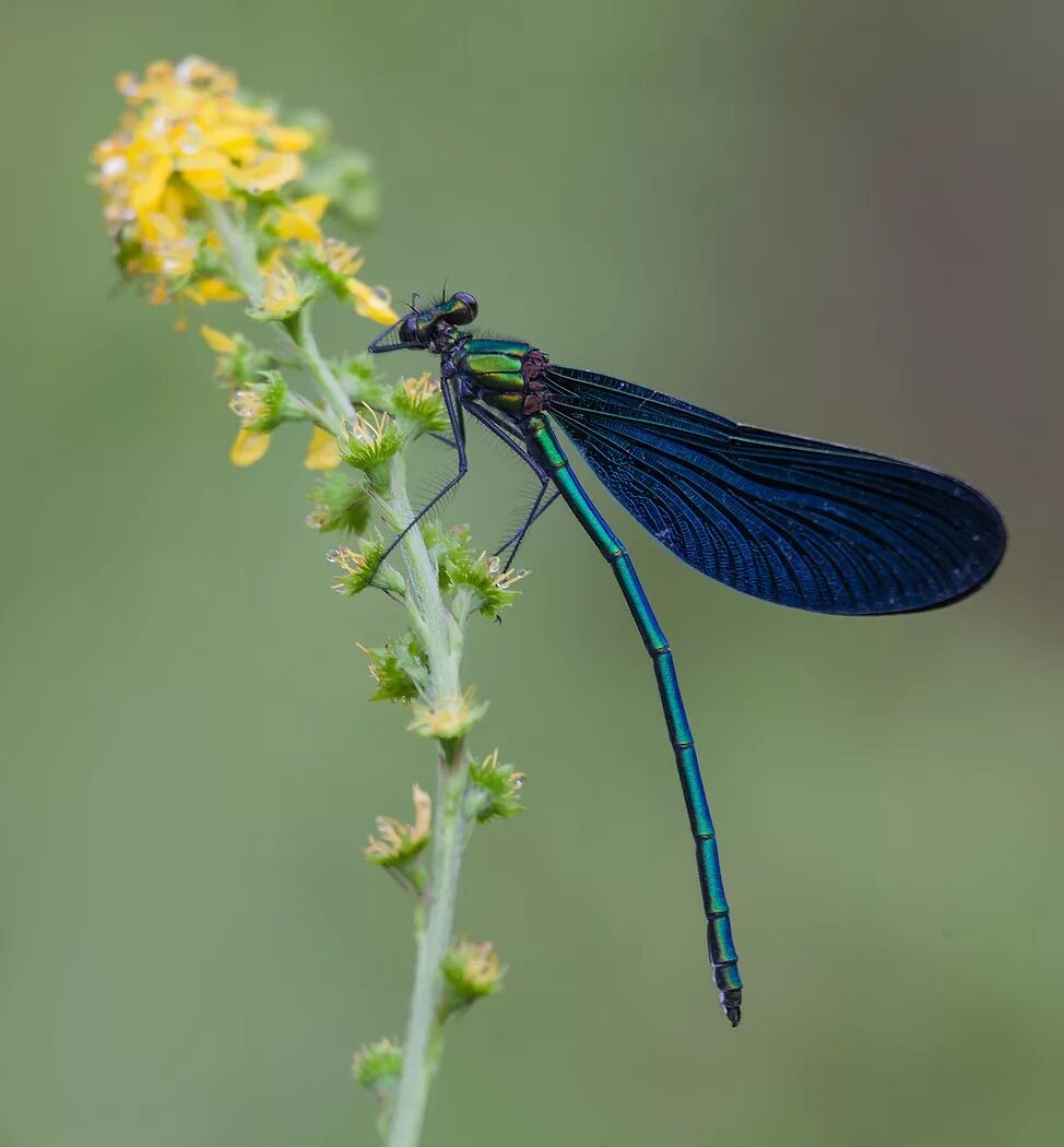 Стрекоза Calopteryx Virgo. Стрекоза красотка темнокрылая. Стрекоза красавка. Calopteryx japonica.