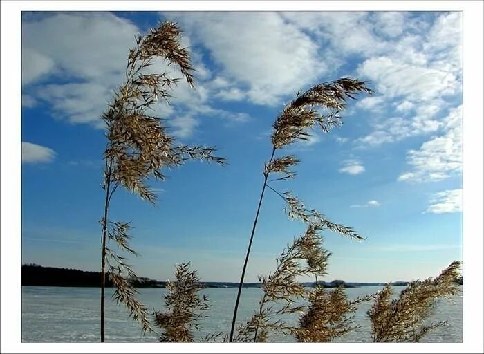 Снова весенний ветер. Зима без осадков. Снова весенний ветер. Первая зелень весной. Ветер весной.